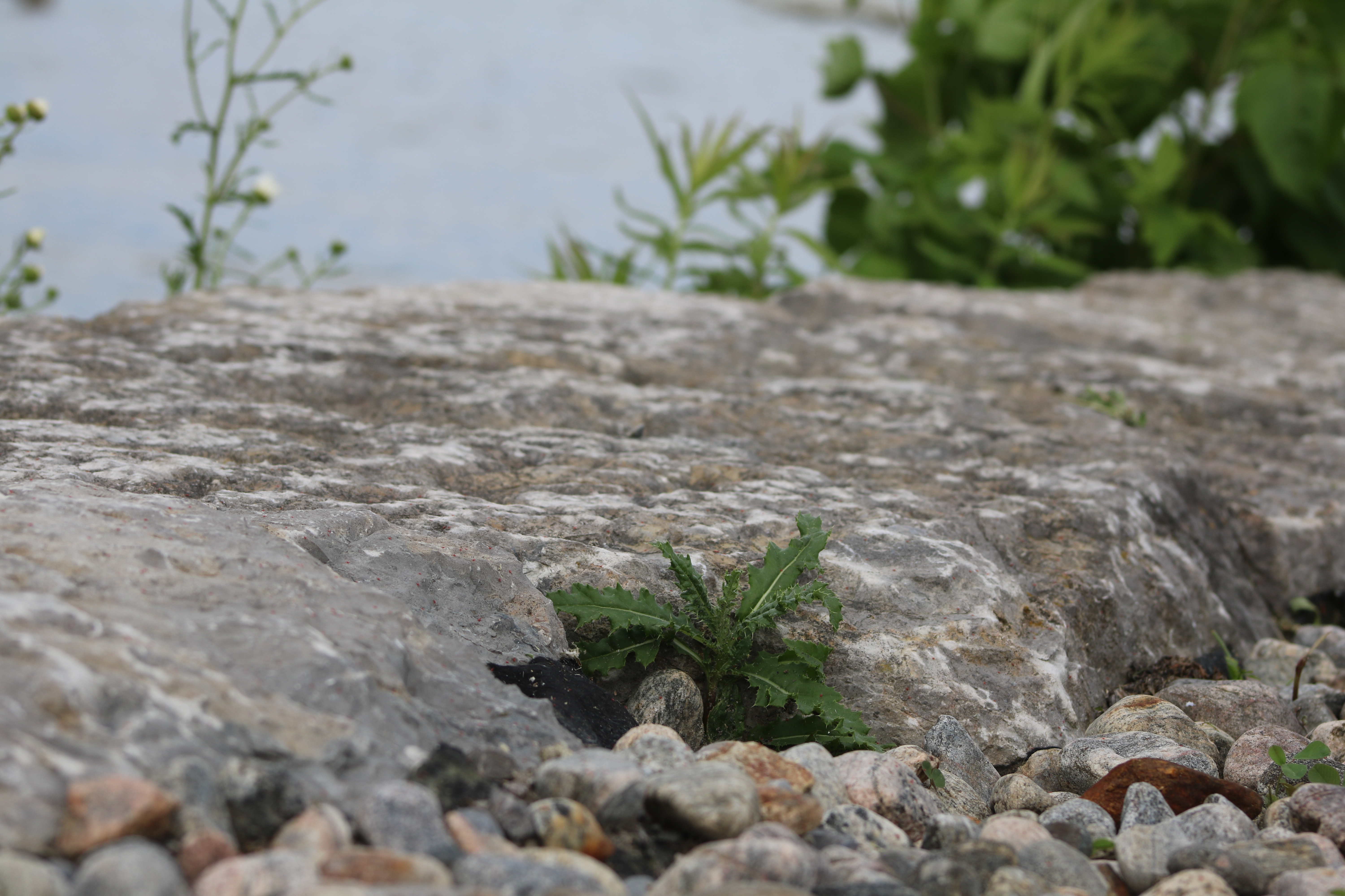 Rocks + Nature