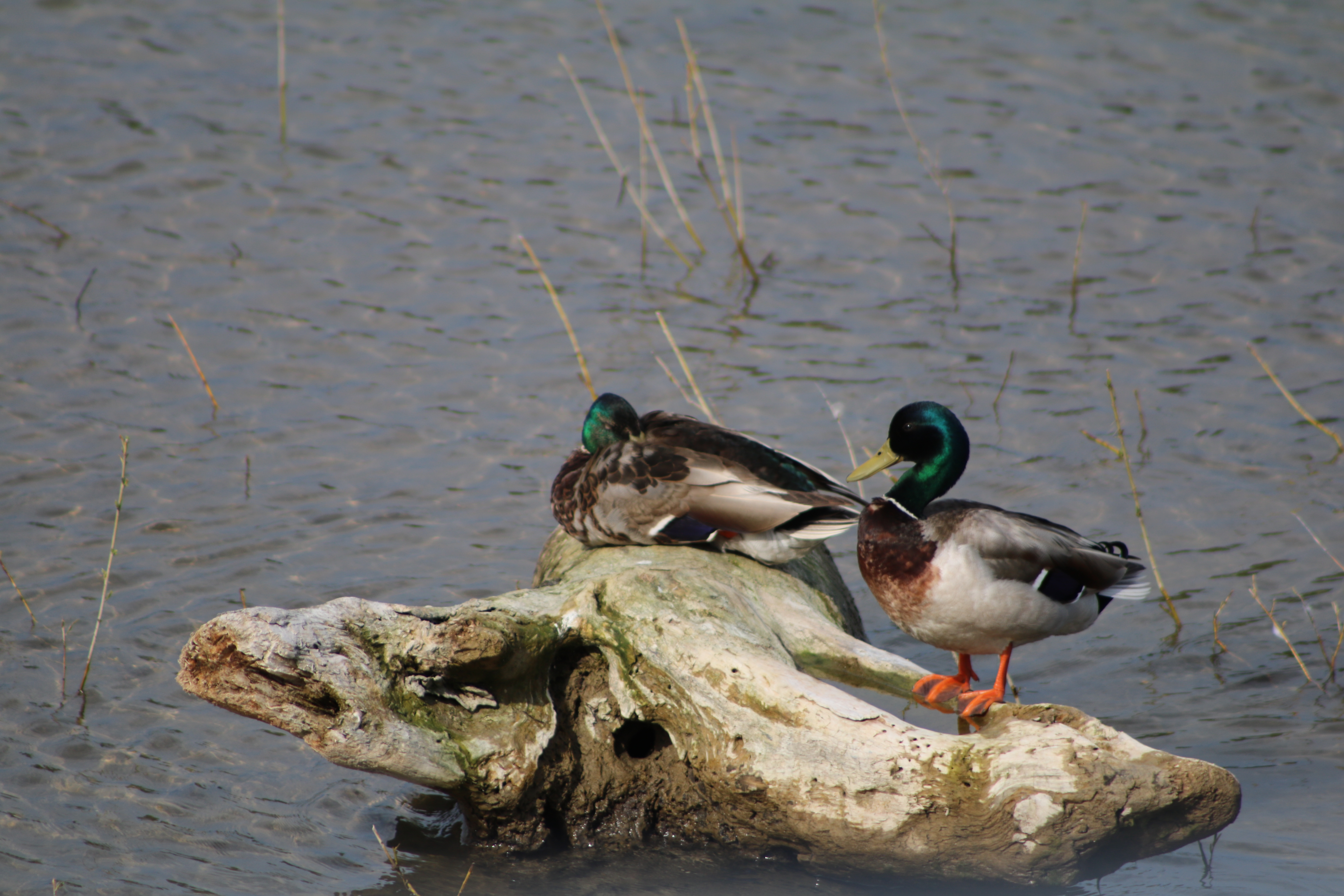 Ducks On Mini Island