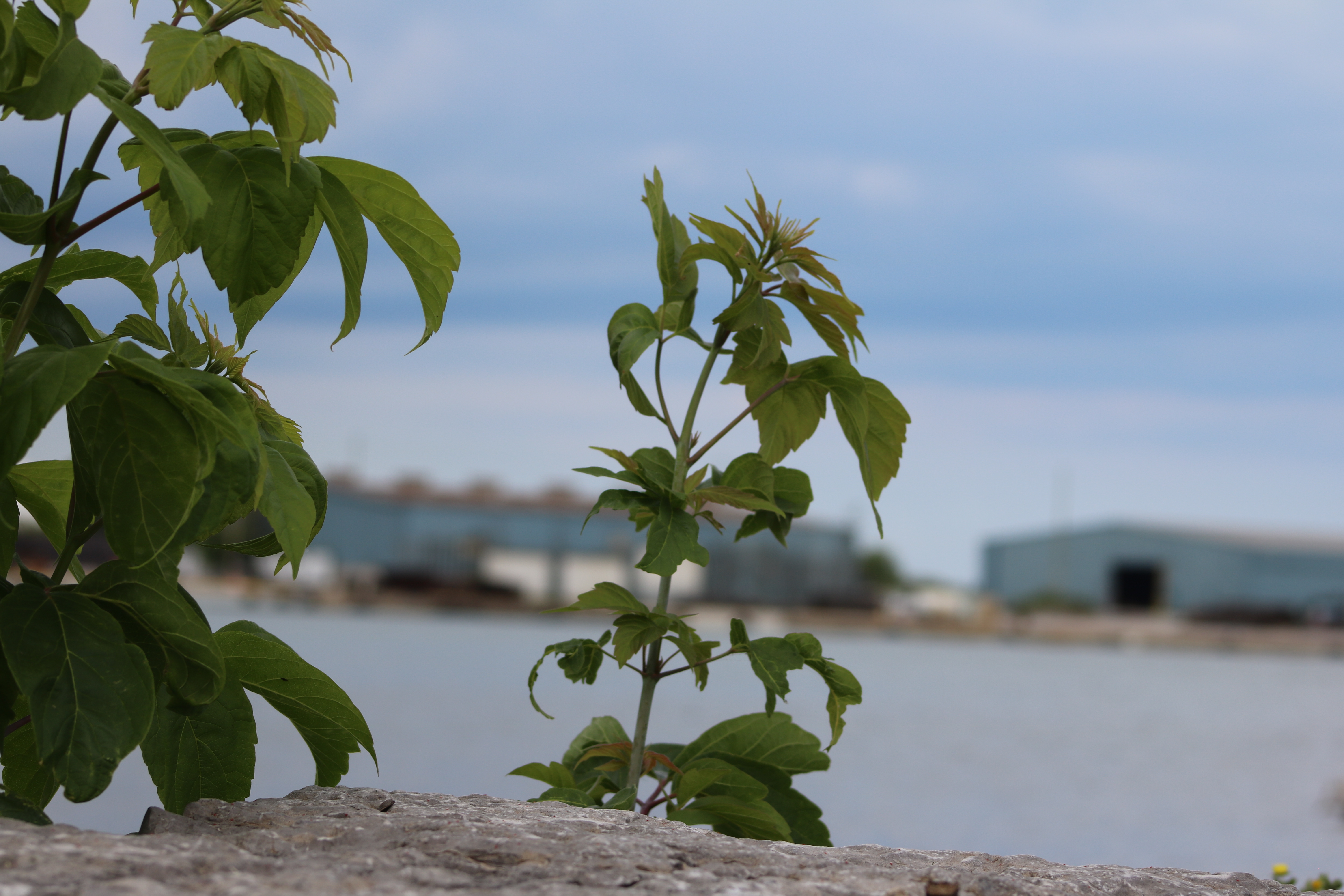 Plants + Nature