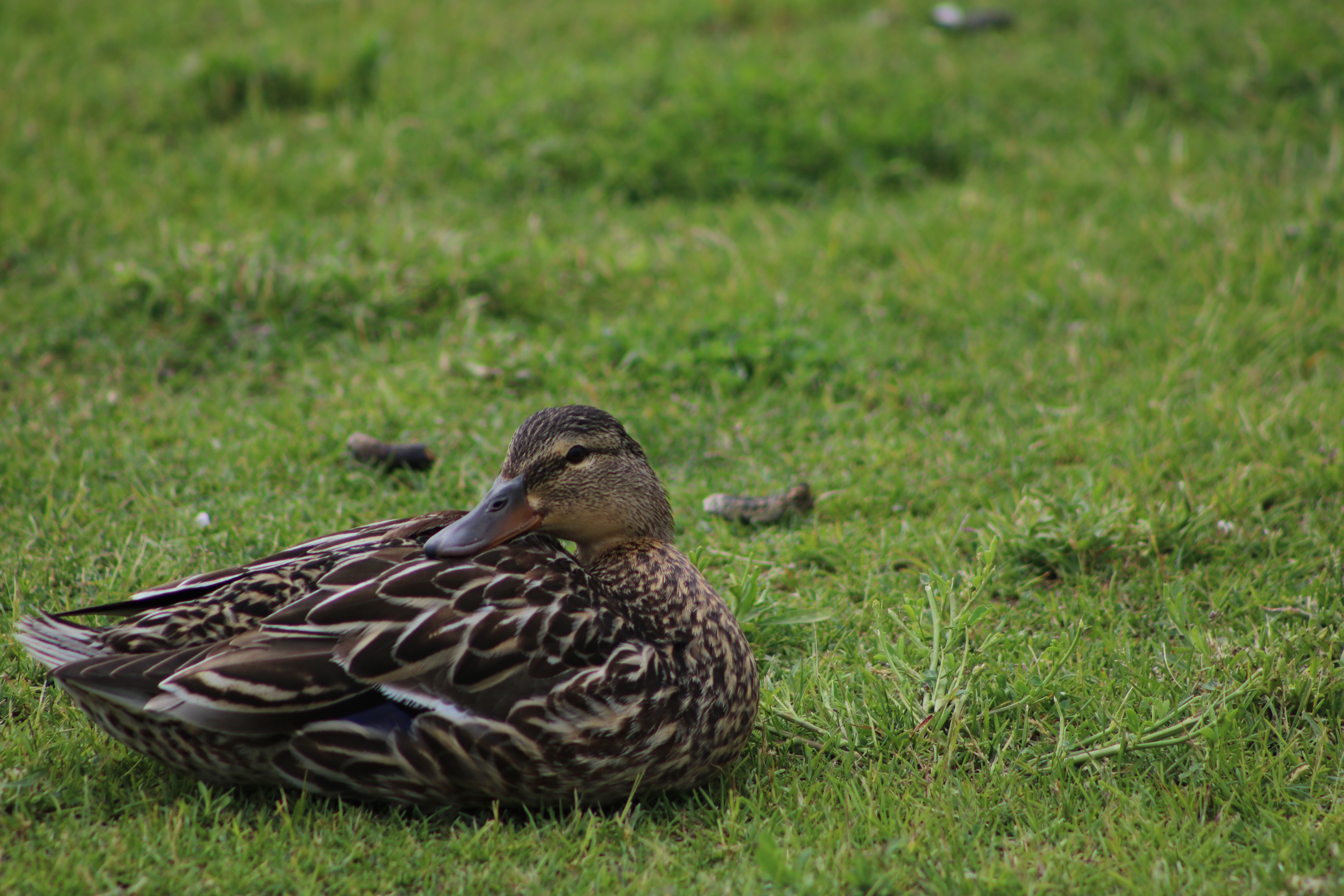 Female Duck
