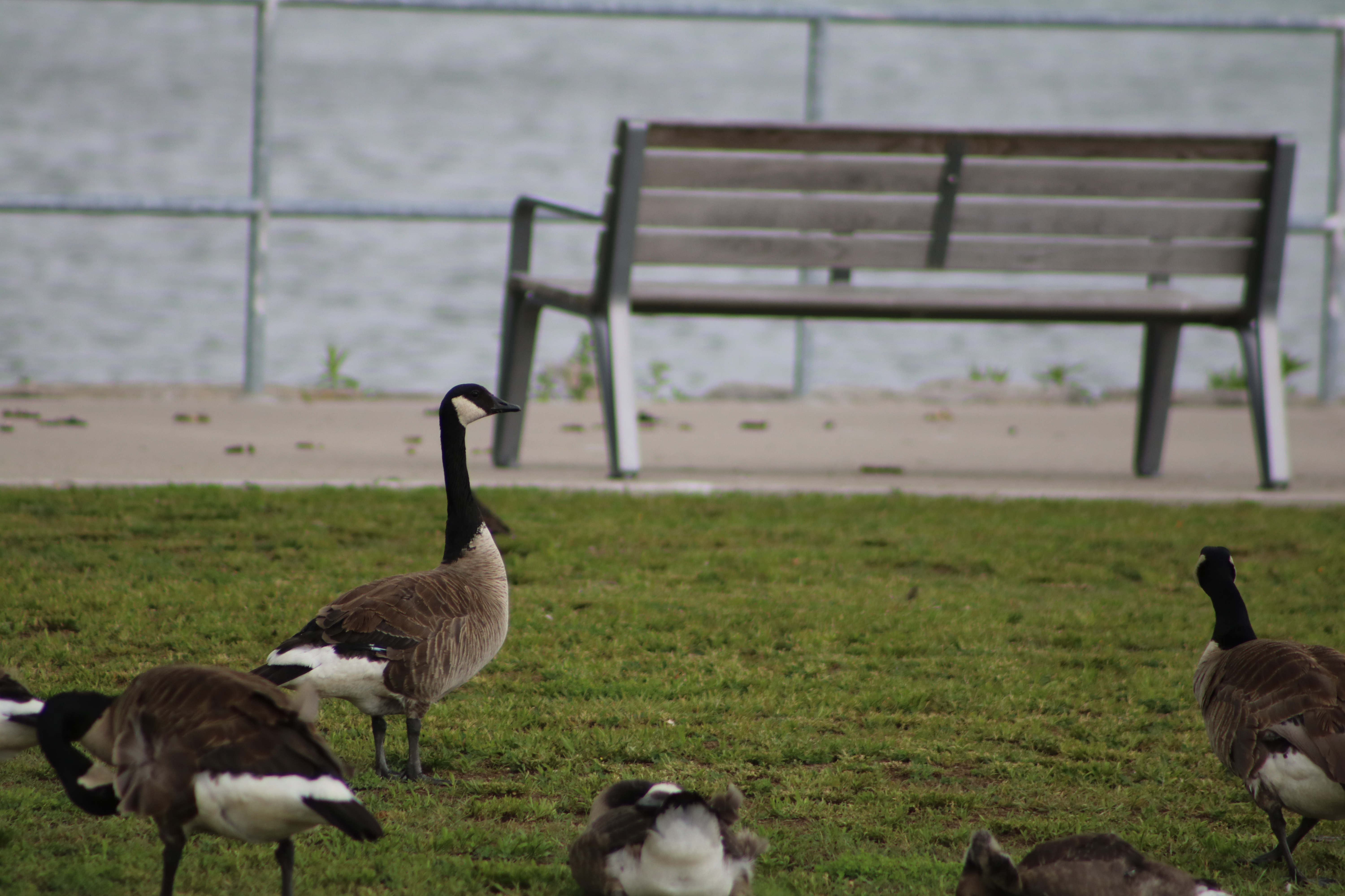 Canadian Geese!