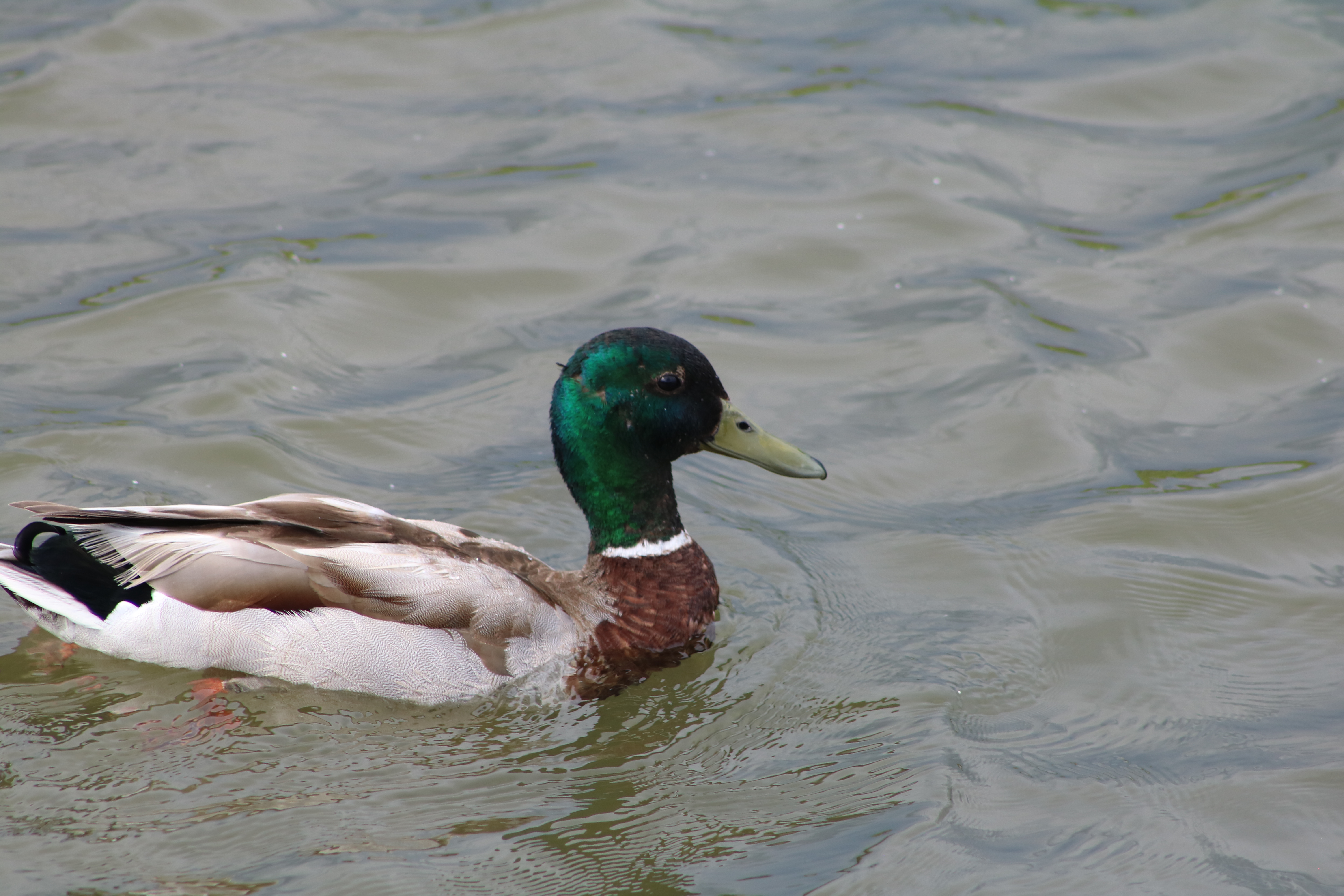 Duck Swimming