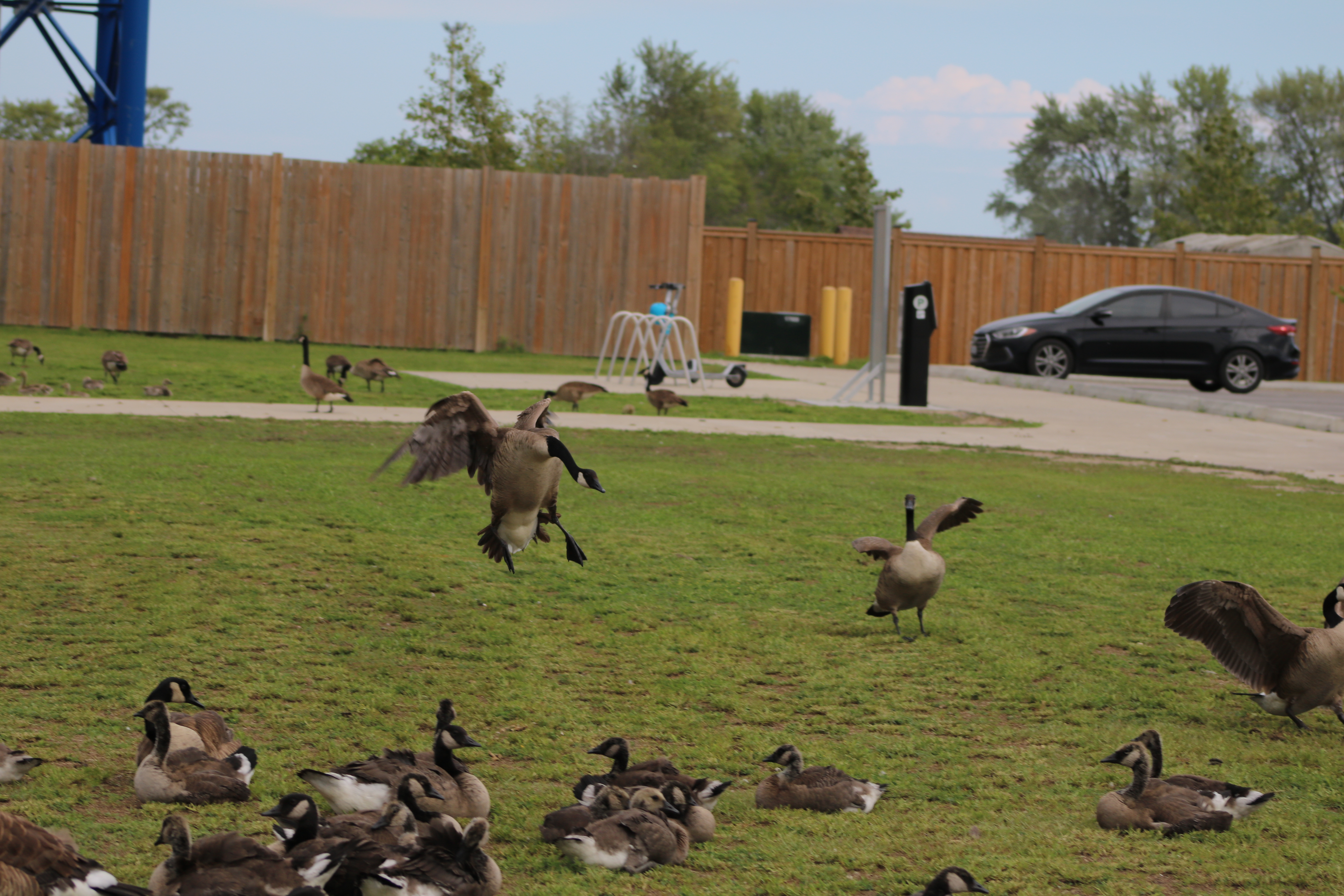 Geese Flying Down